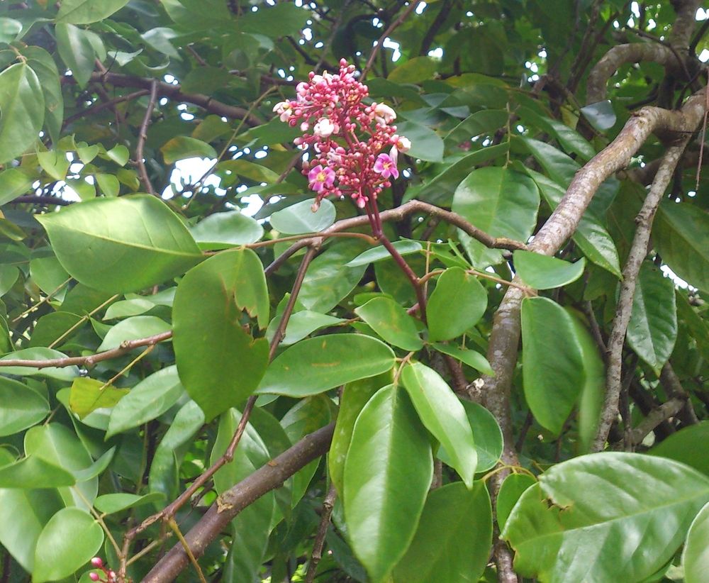 karambolafa viraga